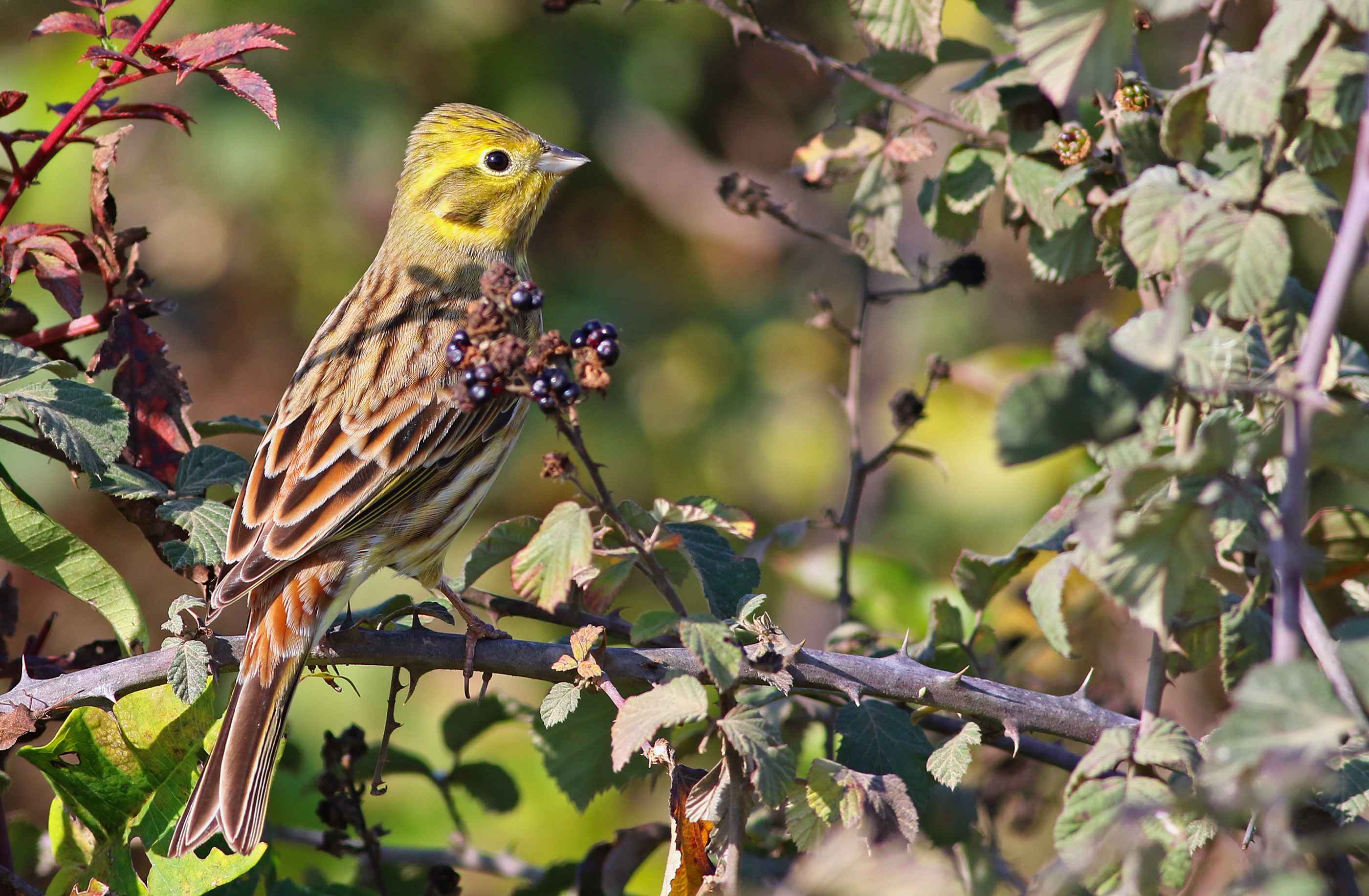 Yellowhammer